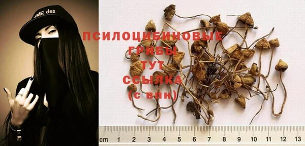 сатива Осинники